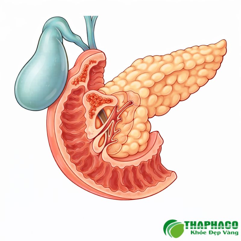 Nguyên Nhân Và Yếu Tố Nguy Cơ Gây Viêm Đường Mật Do Vi Khuẩn
