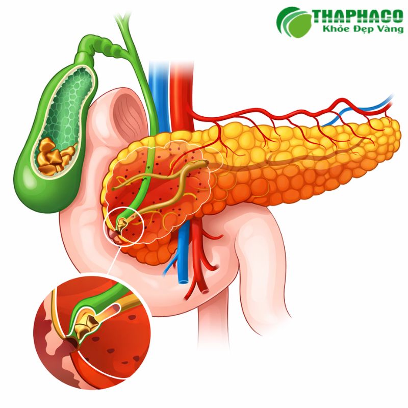 Thaphaco cam kết cung cấp dược liệu sạch, nguyên chất qua quy trình tuyển chọn nghiêm ngặt