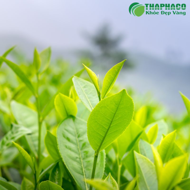 Thaphaco tự hào là đơn vị tiên phong cung cấp dược liệu Sạch, Nguyên chất