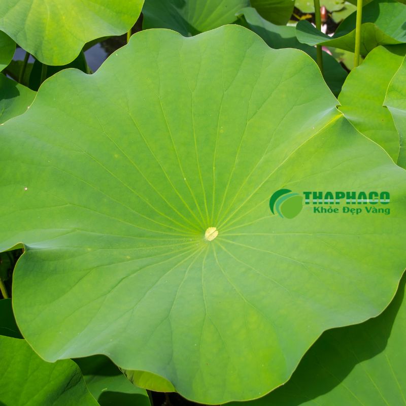 Thaphaco cam kết chất lượng SẠCH, NGUYÊN CHẤT thông qua quy trình kiểm định nghiêm ngặt