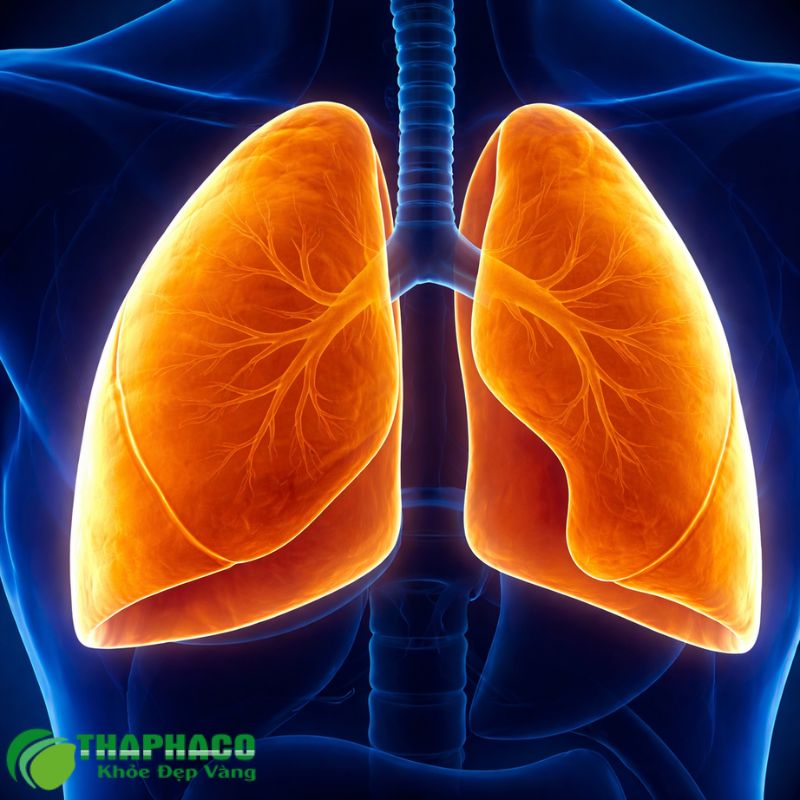 Xẹp phổi có thể do nhiều nguyên nhân, từ tắc nghẽn đường thở đến chèn ép bên ngoài