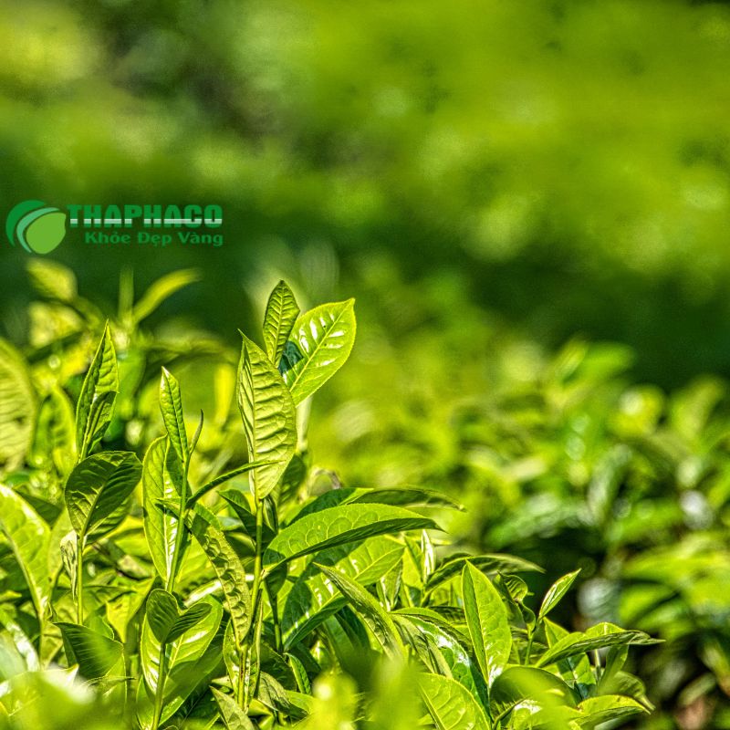 Nguồn Thông Tin Y Tế Đáng Tin Cậy Từ Thaphaco Và Các Giải Pháp Hỗ Trợ Sức Khỏe Toàn Diện