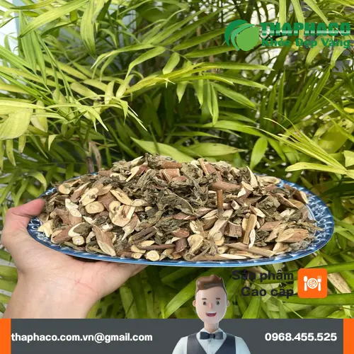 Dược liệu Bạch Đồng Nữ THAPHACO chất lượng cao