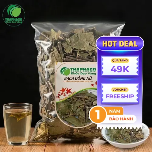 Hình ảnh cây Bạch Đồng Nữ tươi xanh