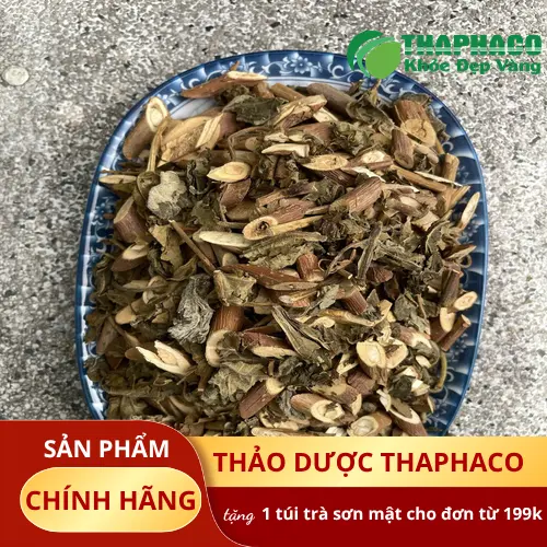 Hình ảnh cây Bạch Đồng Nữ tươi tốt với lá xanh mướt