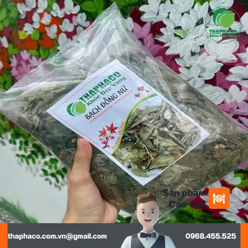 Bạch Đồng Nữ phơi khô, chuẩn bị sơ chế
