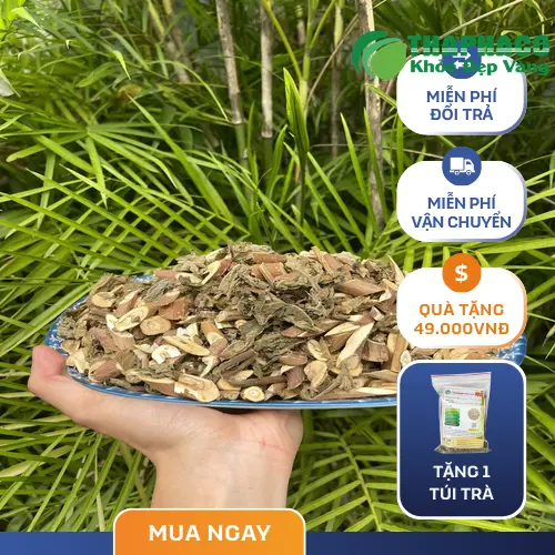 Bảo quản Bạch Đồng Nữ tại THAPHACO