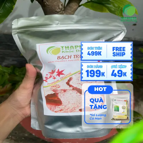 Quy trình tuyển chọn và sơ chế bạch truật kỹ lưỡng của THAPHACO