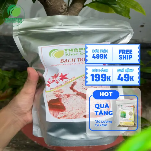 Cây bạch truật đang được trồng và chăm sóc