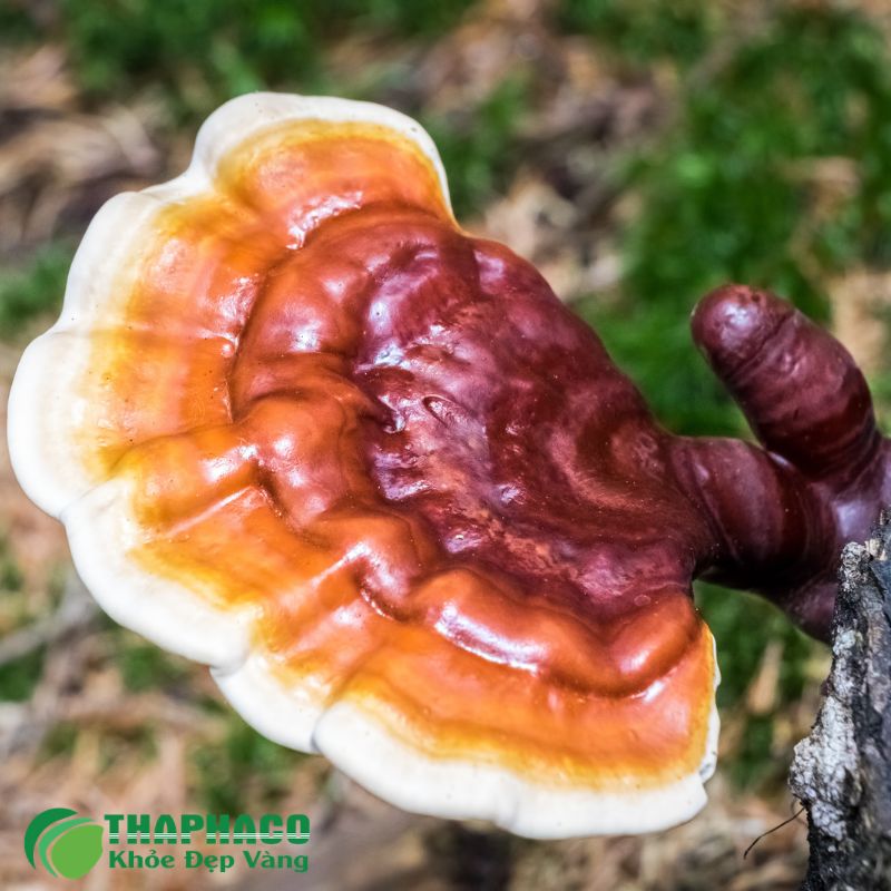 Thaphaco đạt nhiều chứng nhận chất lượng quốc tế như ISO, HACCP, GMP