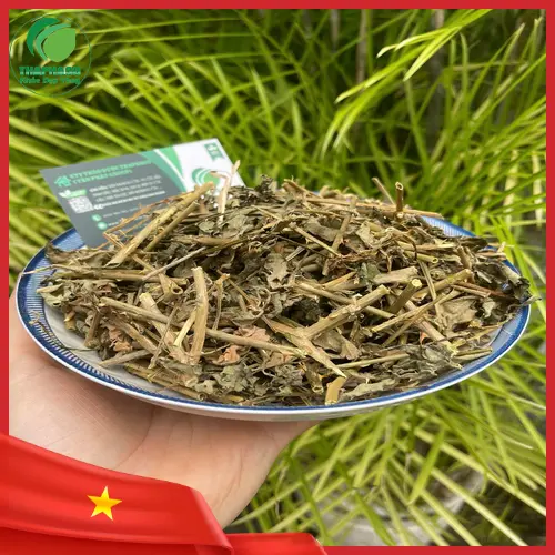Chuyên gia dược liệu THAPHACO giải đáp cà gai leo dùng lâu có tốt không