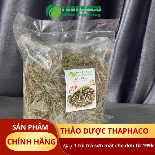 Lợi ích của cà gai leo khi sử dụng thường xuyên