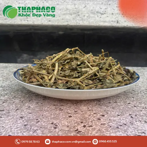 Cách sử dụng cà gai leo an toàn và hiệu quả