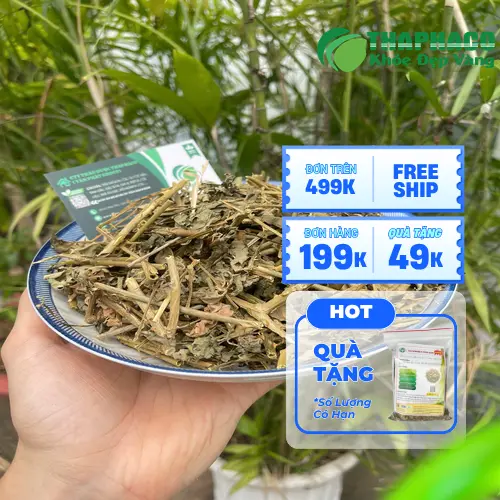 Chọn mua cà gai leo chất lượng từ THAPHACO