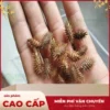 Công ty bán sỉ ké đầu ngựa sấy khô tại TP.HCM – Đảm bảo chất lượng và uy tín