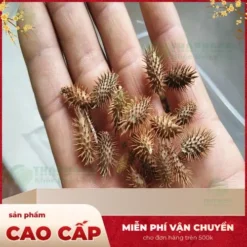 Công ty bán sỉ ké đầu ngựa sấy khô tại TP.HCM – Đảm bảo chất lượng và uy tín