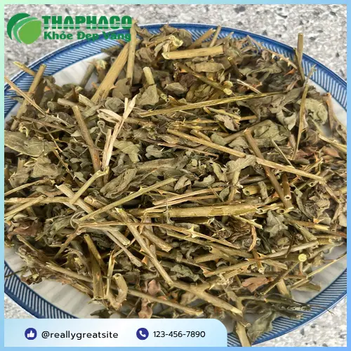 Hình ảnh cây cà gai leo tươi tại vườn