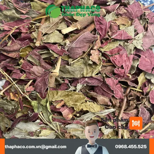 Hình ảnh cây đơn đỏ tươi tốt tại vườn dược liệu