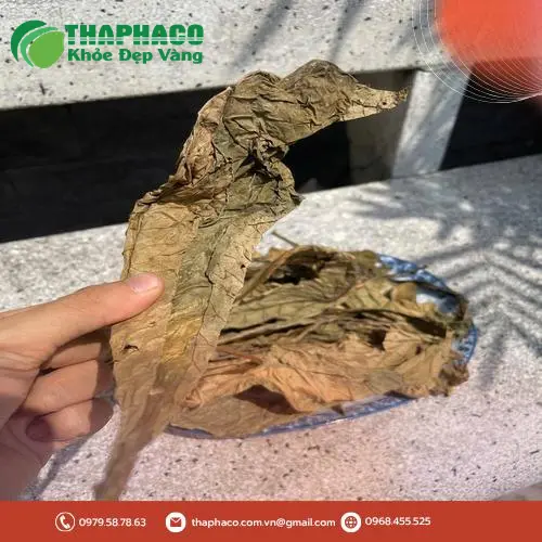 Quy trình sấy khô lá khôi tía hiện đại