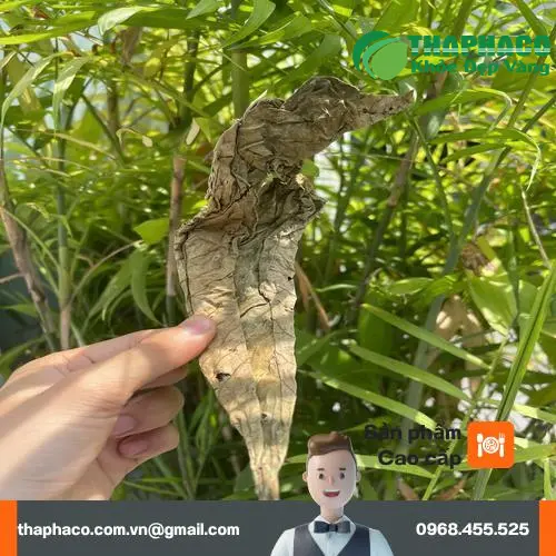 Lá Khôi Tía sấy khô THAPHACO chất lượng