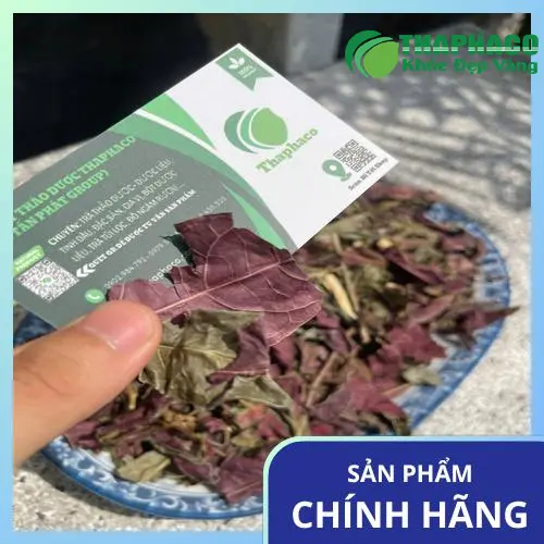 Cây đơn lá đỏ tự nhiên, nguồn dược liệu quý giá