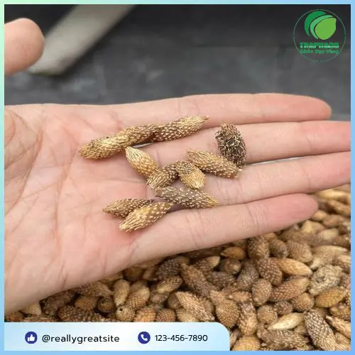 Ké Đầu Ngựa sấy khô sau quá trình kiểm định chất lượng nghiêm ngặt