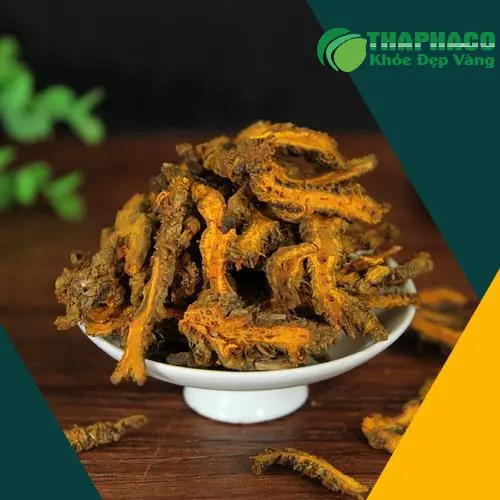 Cách dùng Hoàng Liên đúng chuẩn dược liệu THAPHACO