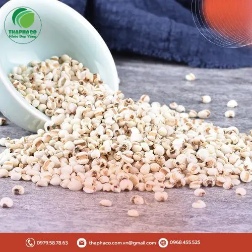 Quy trình kiểm định chất lượng ý dĩ tại THAPHACO