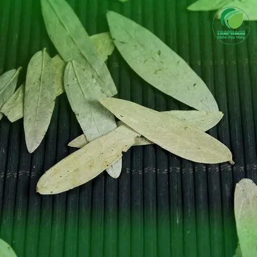 Bảo quản phan tả diệp khô để giữ chất lượng tốt nhất