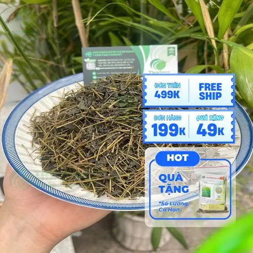Giảo Cổ Lam THAPHACO được đóng gói chuẩn, chuyên nghiệp