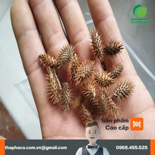 Hình ảnh Ké đầu ngựa đã sơ chế và phân loại
