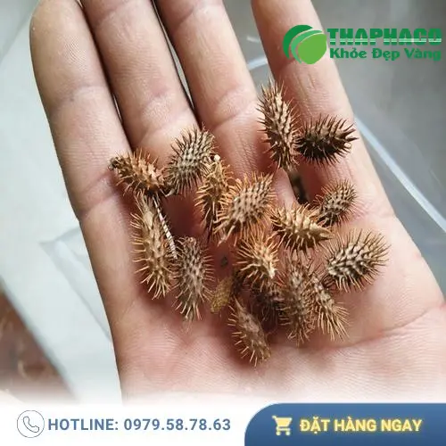 Ké Đầu Ngựa sấy khô đóng gói tại THAPHACO