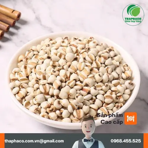 Ý dĩ THAPHACO - Nguồn nguyên liệu sạch cho sản xuất