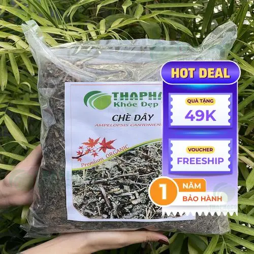 Cây Chè Dây THAPHACO tươi tốt, nguồn gốc tự nhiên