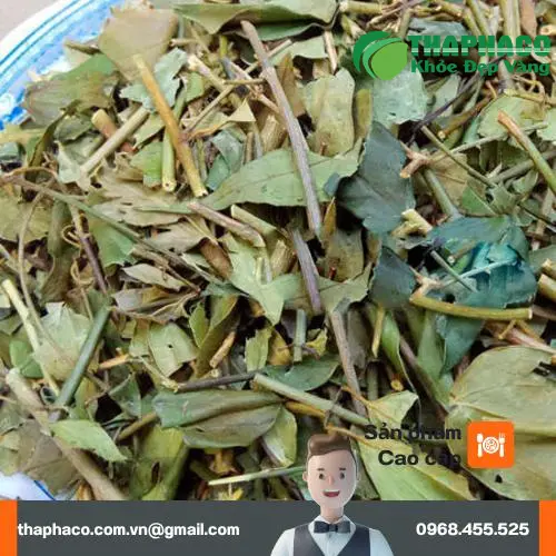 Hình ảnh cây chè vằng tươi THAPHACO