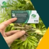 Chè Vằng THAPHACO: 1kg Giá Rẻ Tại TP.HCM & Lợi Ích Vượt Trội
