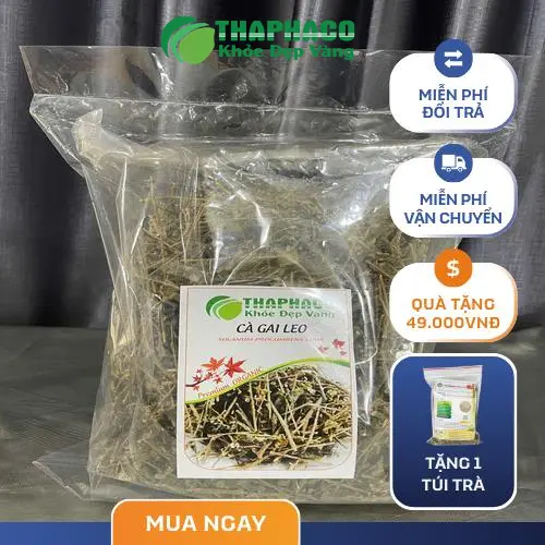 Cà gai leo là gì và công dụng của nó