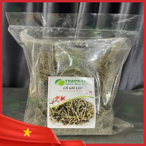Cây cà gai leo tươi với lá và quả đang ra hoa - Thaphaco