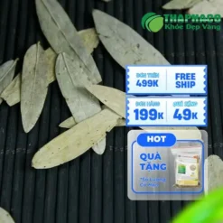 Nơi Bán Phan Tả Diệp Uy Tín TPHCM: THAPHACO Đảm Bảo Chất Lượng