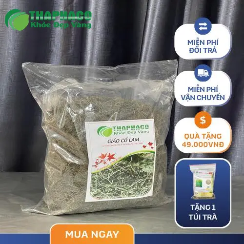 Giảo cổ lam THAPHACO nguyên chất, chất lượng cao