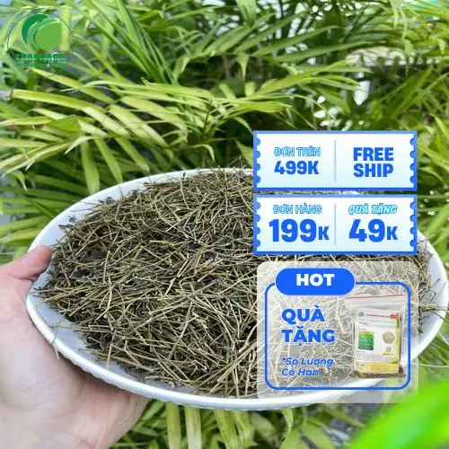 Hình ảnh cây giảo cổ lam tươi mọc tự nhiên