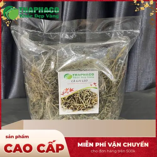 Chọn mua cà gai leo chất lượng