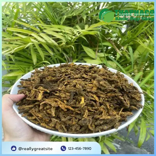 Hoàng Liên được sơ chế và phơi khô đúng cách
