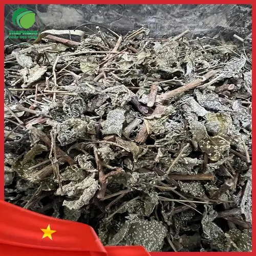 Búp Chè Dây tươi