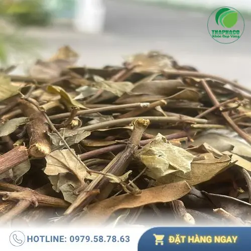 Quy trình sản xuất Chè Vằng THAPHACO