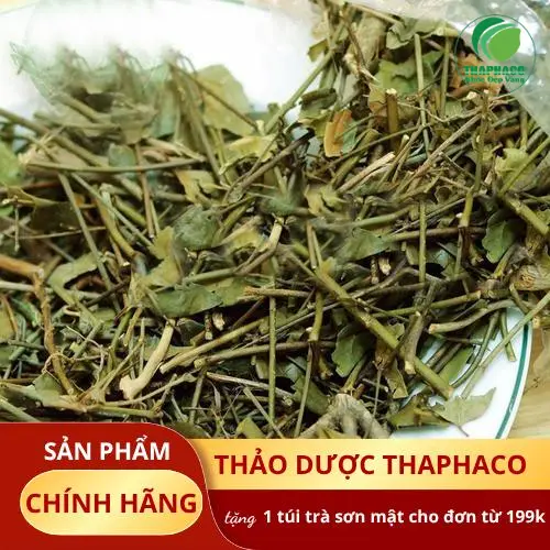 Quy trình kiểm tra chất lượng chè vằng nghiêm ngặt tại THAPHACO