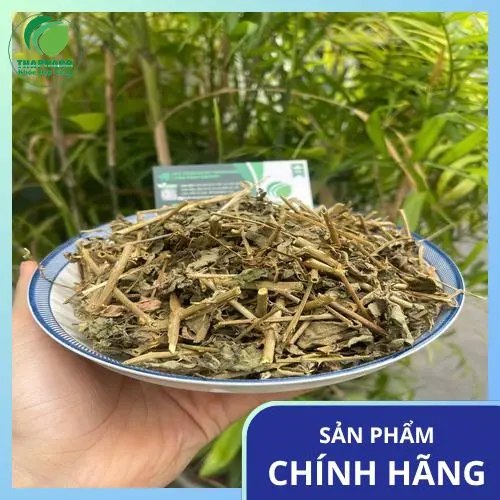 Cà gai leo chất lượng từ THAPHACO