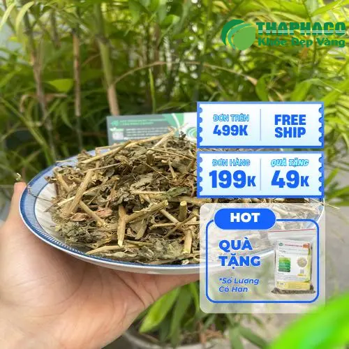Hình ảnh sản phẩm cà gai leo đã đóng gói hoàn chỉnh của Dược Liệu THAPHACO