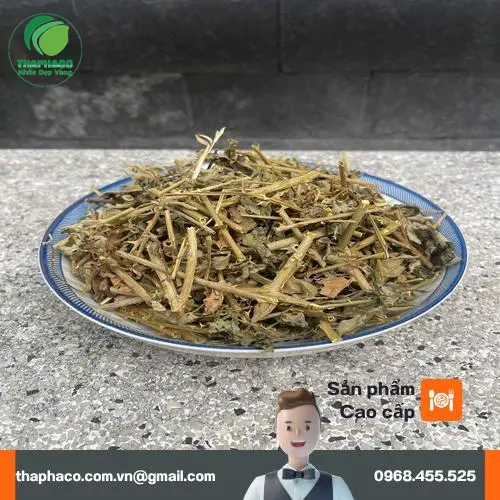 Liên hệ THAPHACO để mua cà gai leo sỉ
