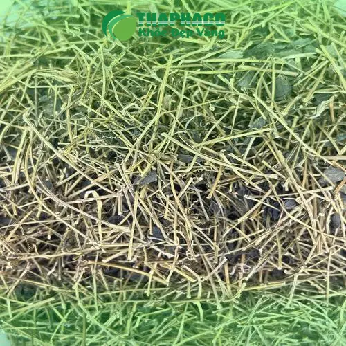 Sử dụng giảo cổ lam THAPHACO đúng cách để đạt hiệu quả tốt nhất cho sức khỏe